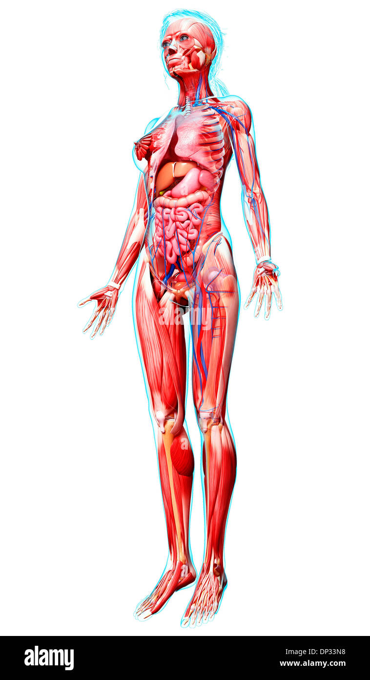Anatomia femminile, artwork Foto Stock
