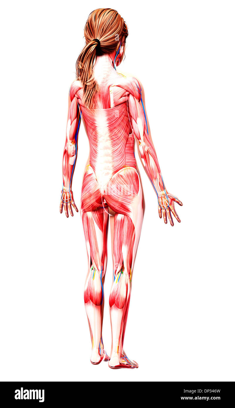 Muscolatura femminile, artwork Foto Stock