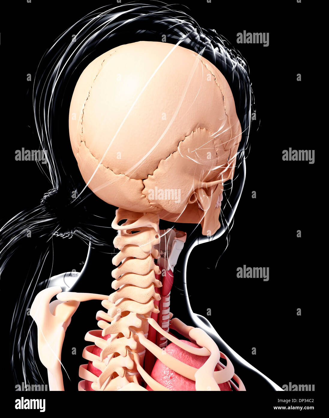 Anatomia femminile, artwork Foto Stock