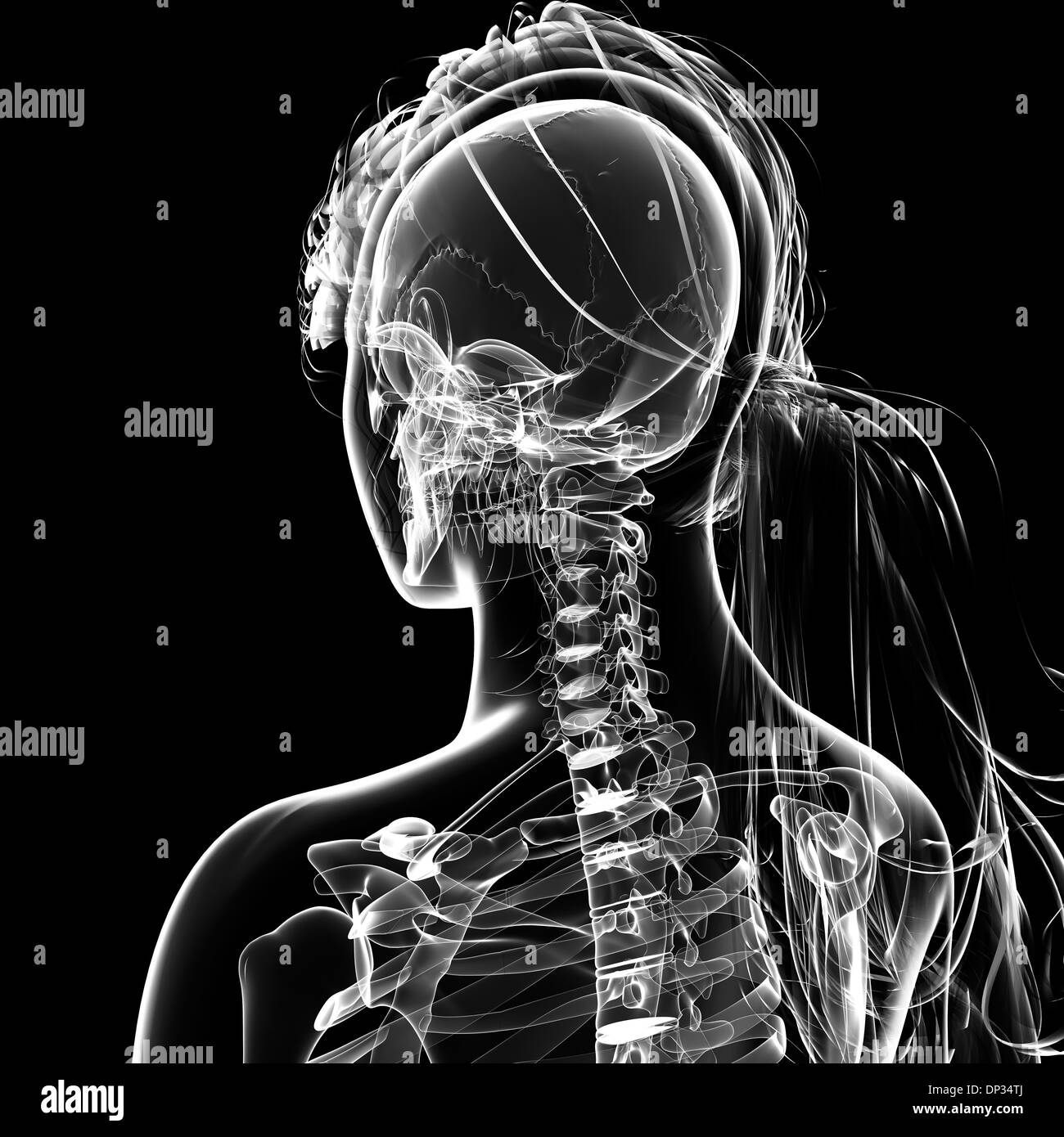 Scheletro femminile, artwork Foto Stock