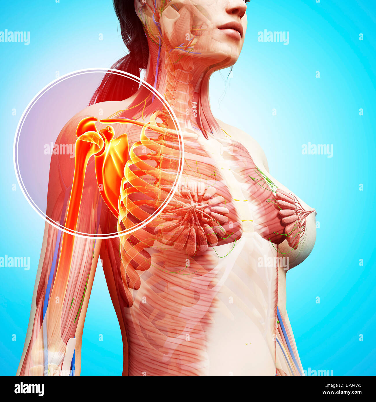 Anatomia femminile, artwork Foto Stock