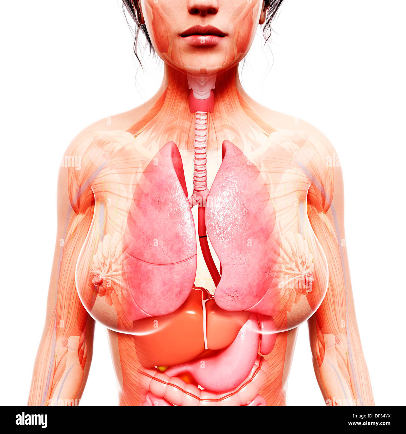 Anatomia femminile, artwork Foto Stock