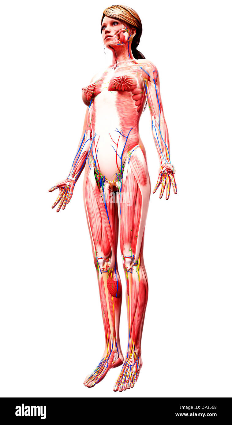 Anatomia femminile, artwork Foto Stock
