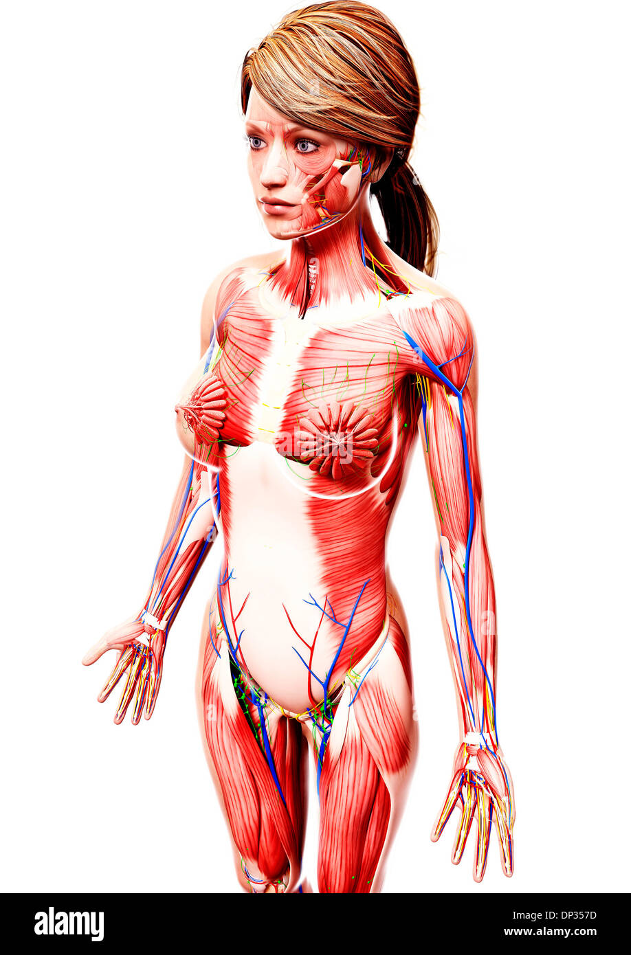 Anatomia femminile, artwork Foto Stock