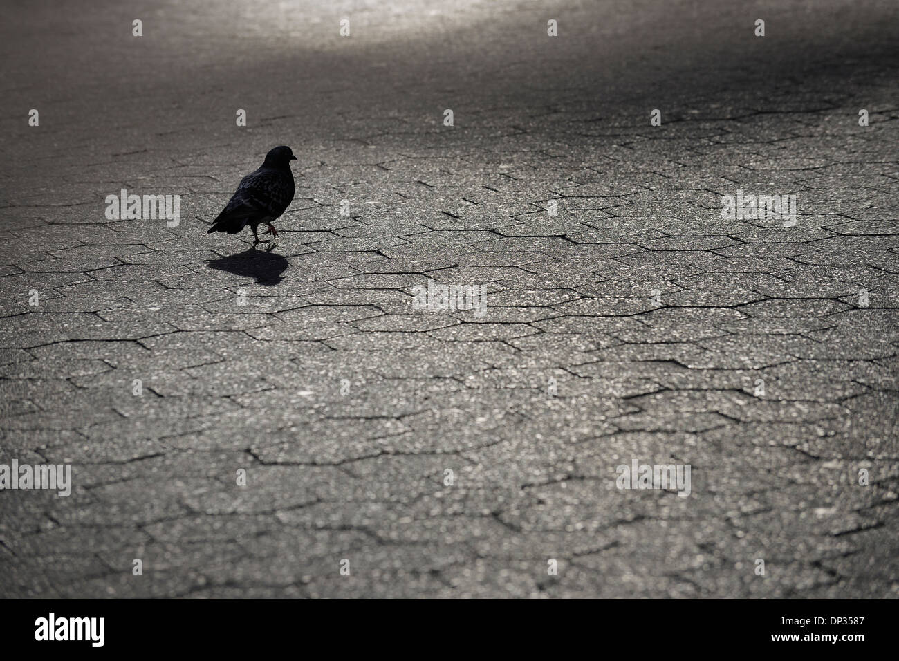 Silhouette di Pigeon sull'acciottolato, Lower Manhattan, Manhattan, New York City, nello Stato di New York, Stati Uniti d'America Foto Stock