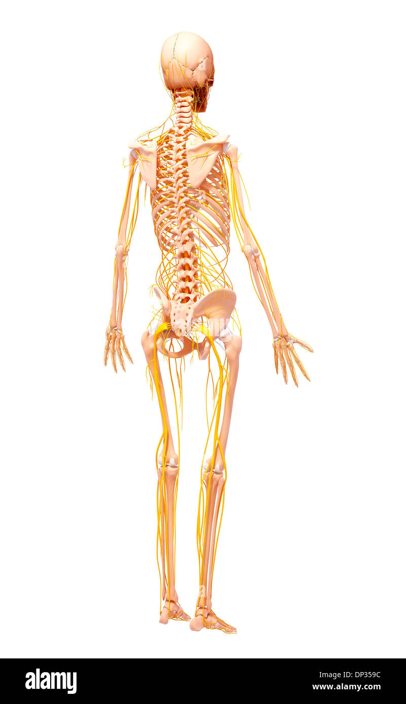 Anatomia femminile, artwork Foto Stock