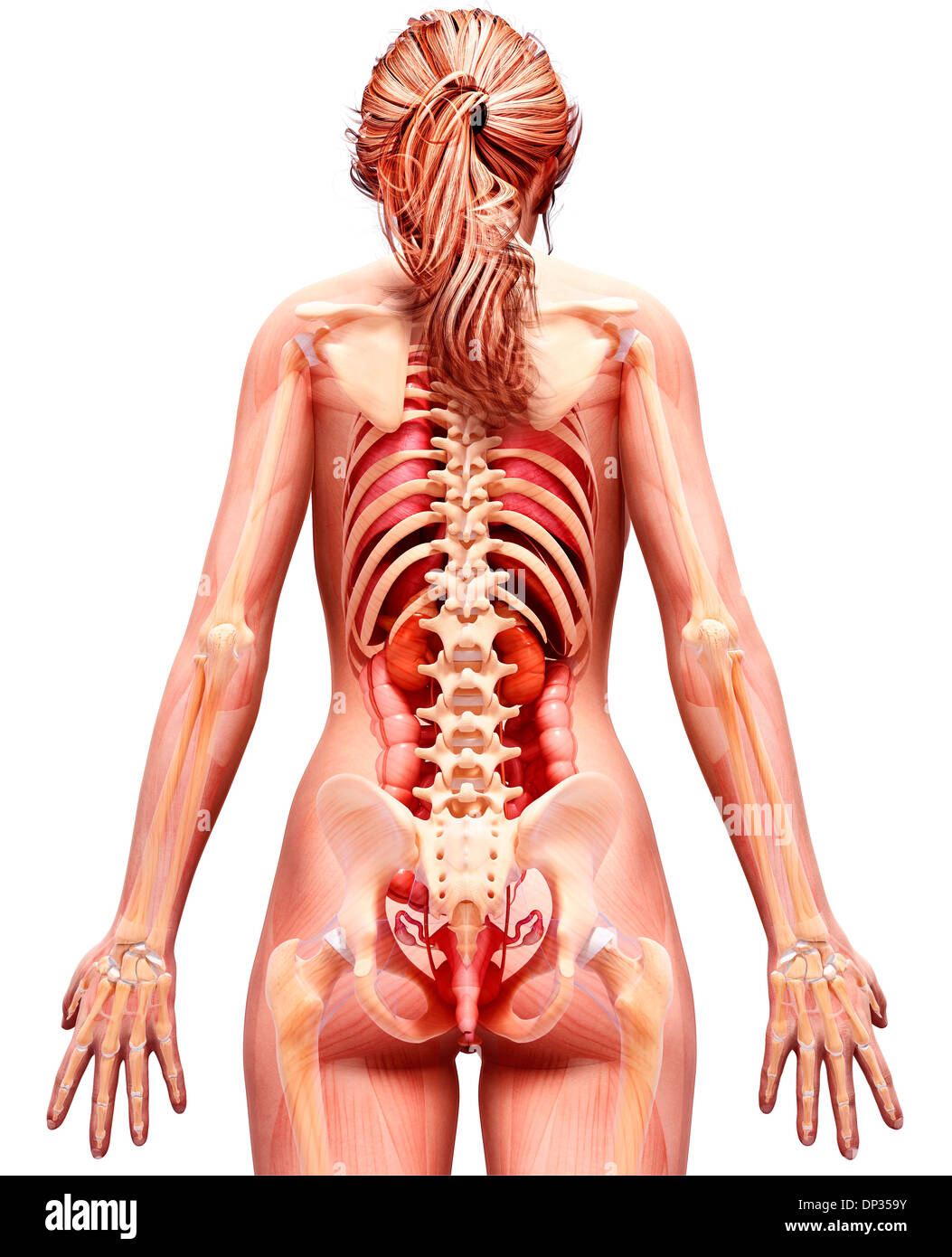 Anatomia femminile, artwork Foto Stock