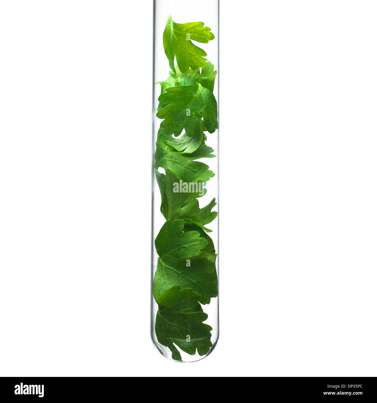 Foglie di prezzemolo in un tubo di prova Foto Stock