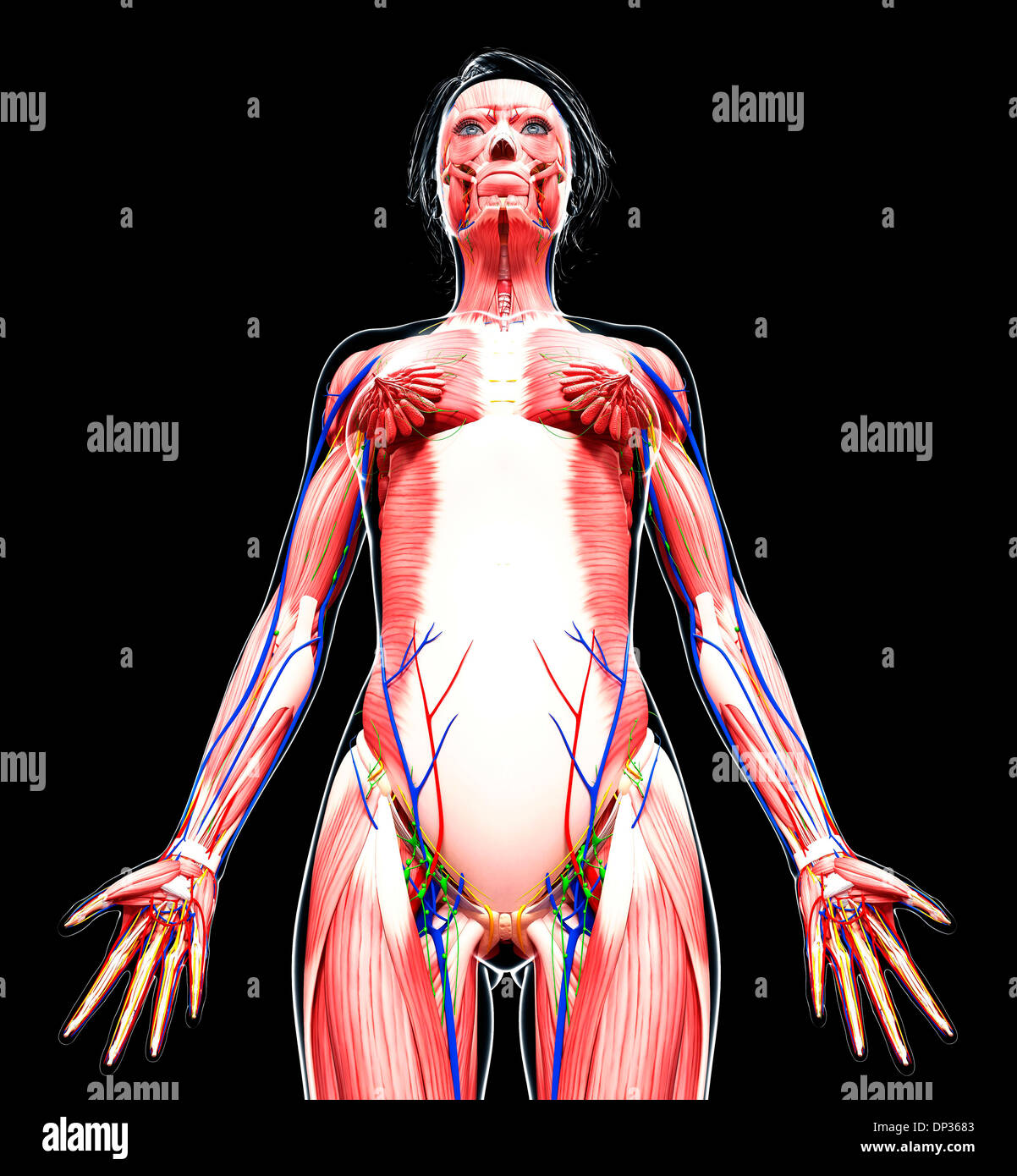 Anatomia femminile, artwork Foto Stock