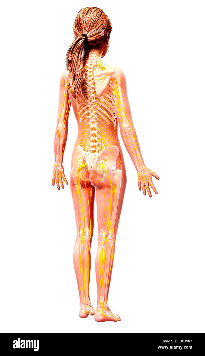 Femmina sistema nervoso, artwork Foto Stock