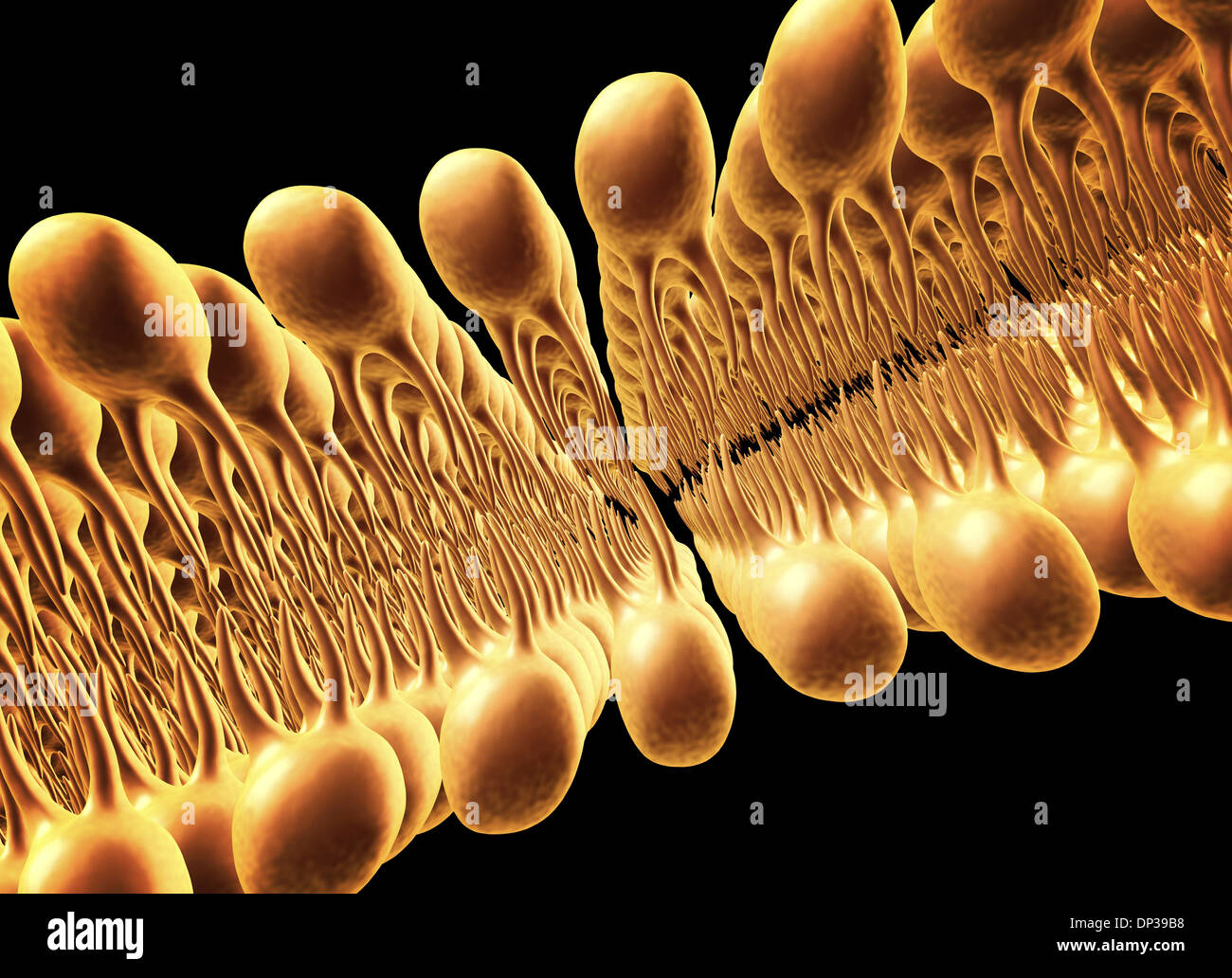 Membrana Cellulare bistrato lipidico, artwork Foto Stock
