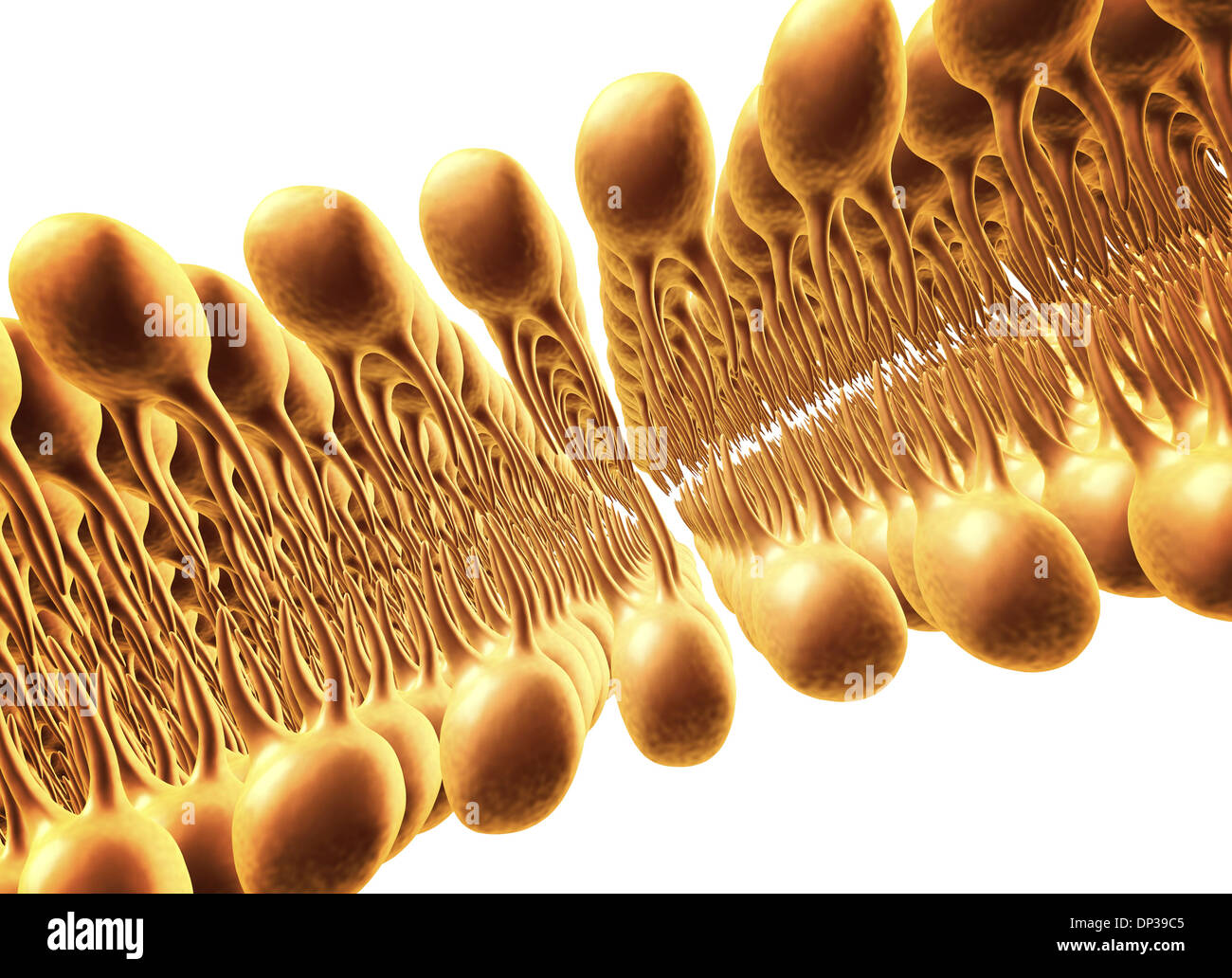 Membrana Cellulare bistrato lipidico, artwork Foto Stock