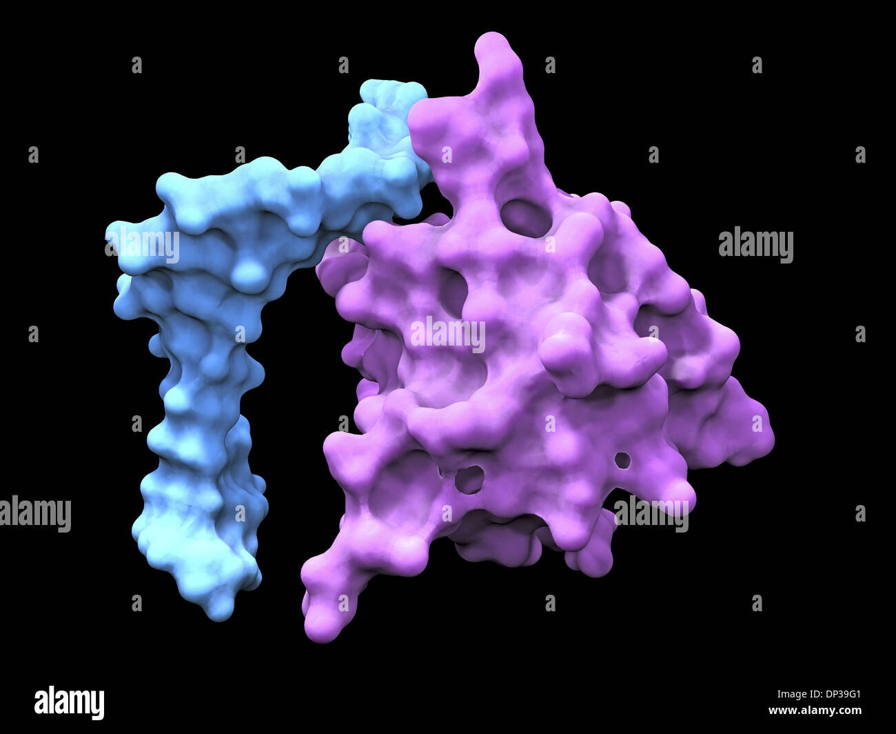 Shock termico proteina fattore Foto Stock