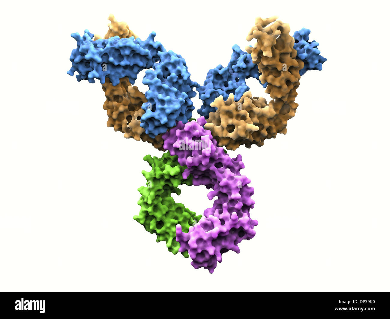 L'immunoglobulina G della molecola di anticorpo Foto Stock