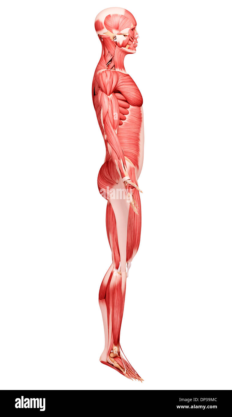 Muscolatura umana, artwork Foto Stock