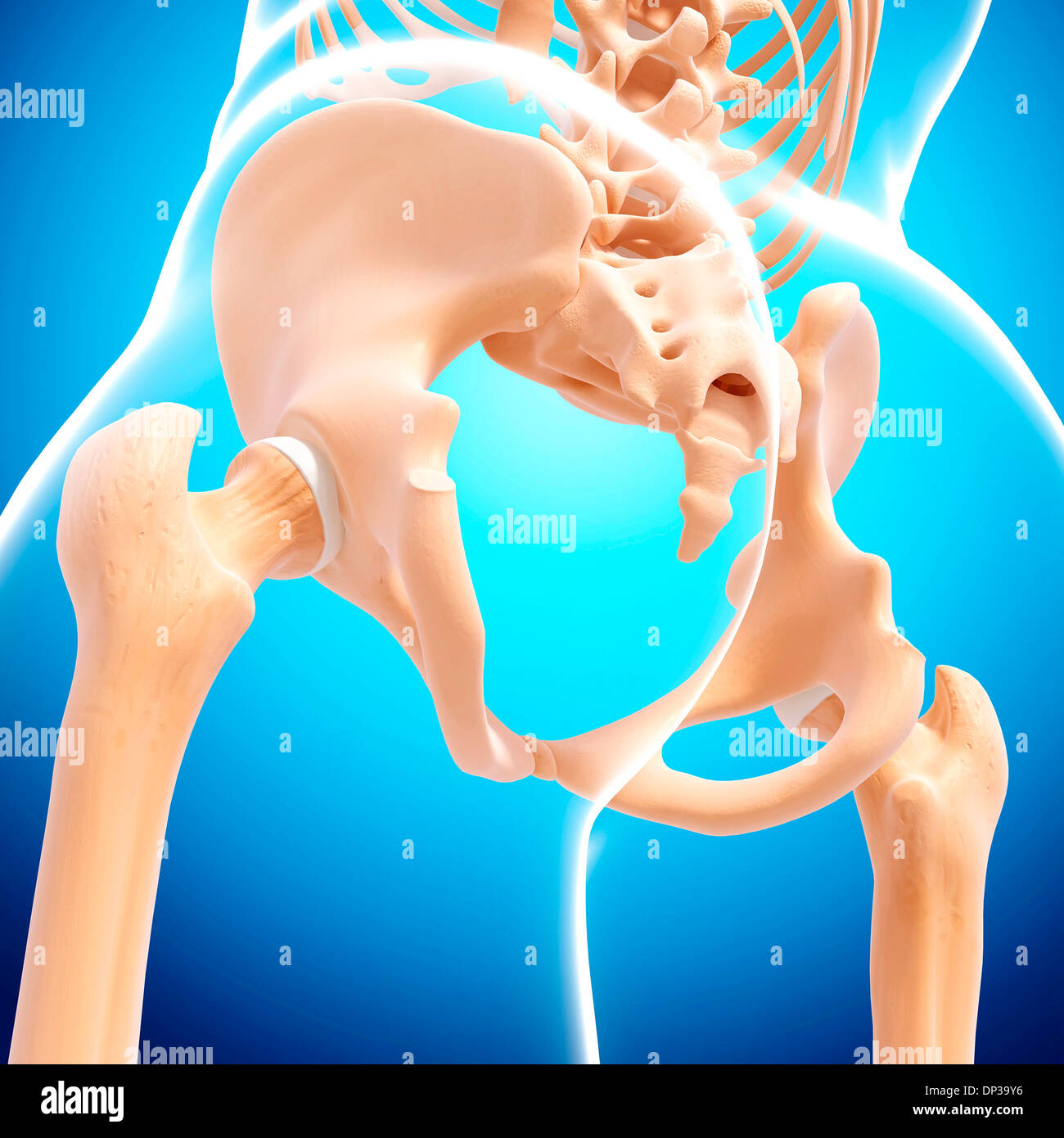 Human ossa pelviche, artwork Foto Stock