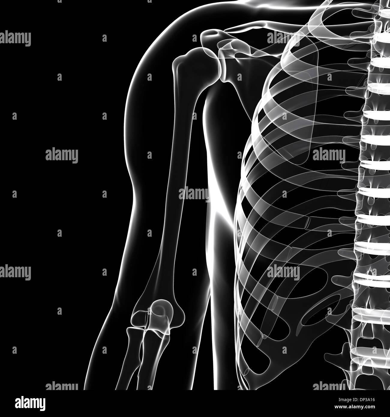 Scheletro umano, artwork Foto Stock