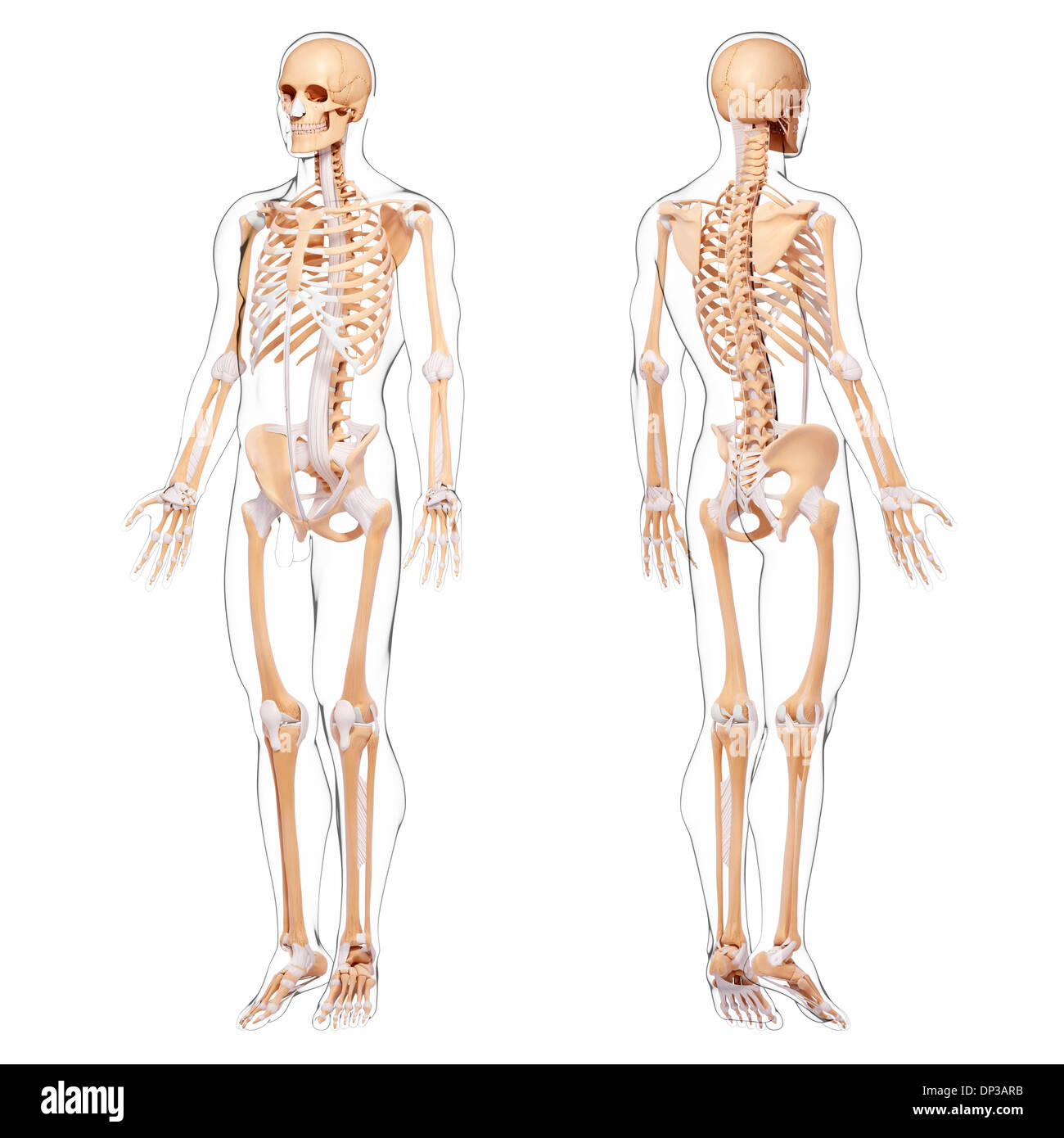 Scheletro umano, artwork Foto Stock