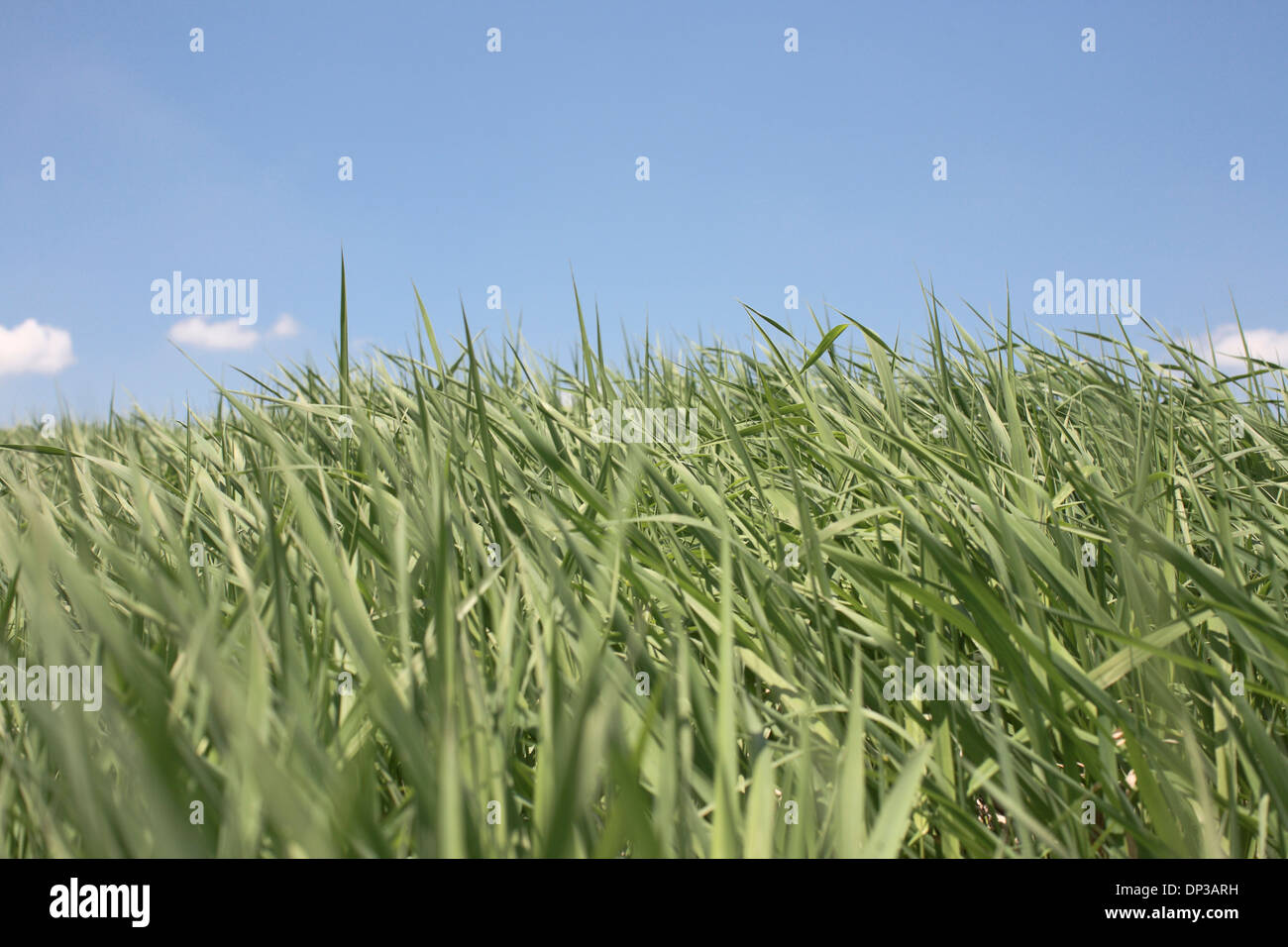 Close-up di campo di erba, Innisfil, Ontario, Canada Foto Stock