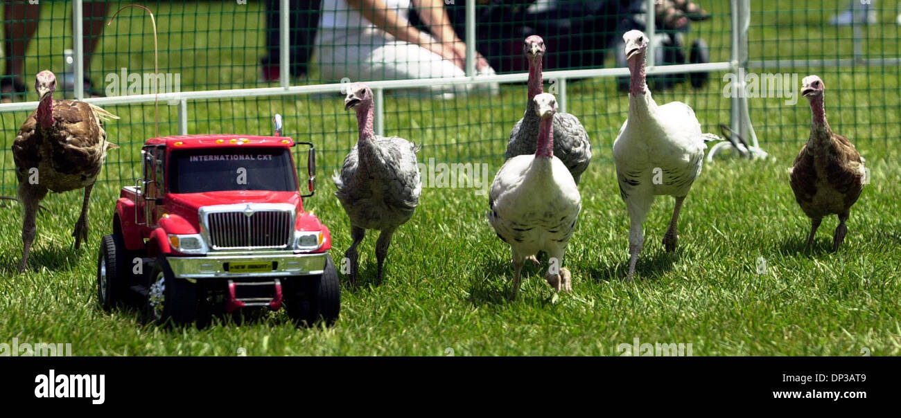 Jun 26, 2006; Pleasanton, CA, Stati Uniti d'America; TACCHINI inseguire il Big Red, a distanza di un camion che trasportava un carico di loro considera preferiti all'Alameda County Fair di Pleasanton, California, Lunedì 26 Giugno, 2006. Credito: Foto di Cindi Christie/Contra Costa Times/ZUMA premere. (©) Copyright 2006 by Contra Costa Times Foto Stock