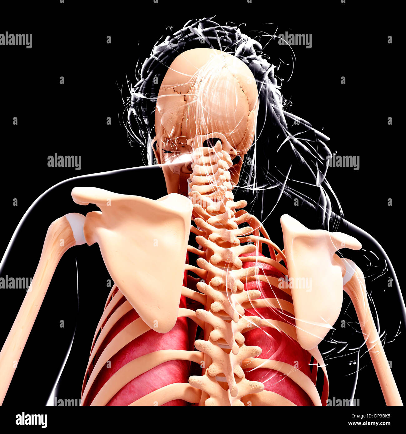 Anatomia femminile, artwork Foto Stock