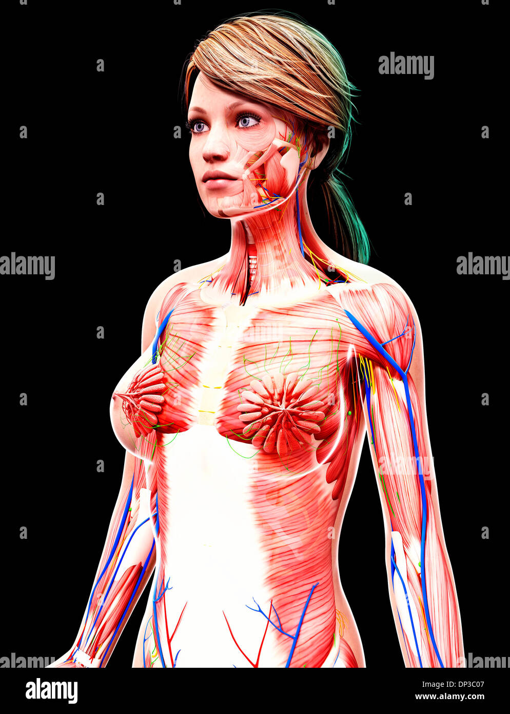Anatomia femminile, artwork Foto Stock