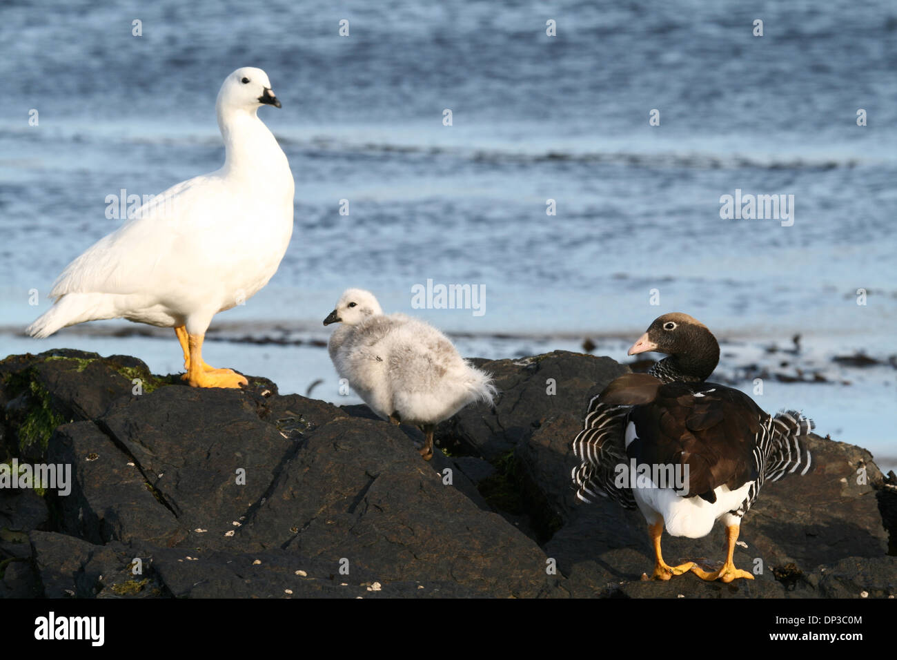 Kelp famiglia d'oca, Isola di ratto, Falklands Foto Stock