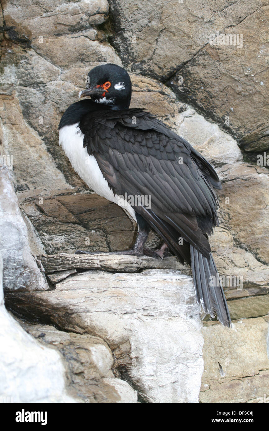 Rock shag, Flores Harbour, Falklands Foto Stock