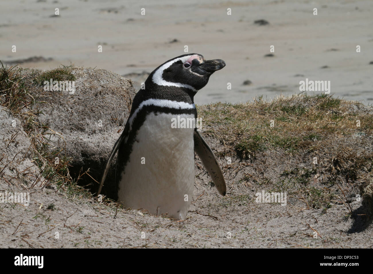 Magellanic penguin al burrow ingresso, Speedwell Island, Falklands Foto Stock