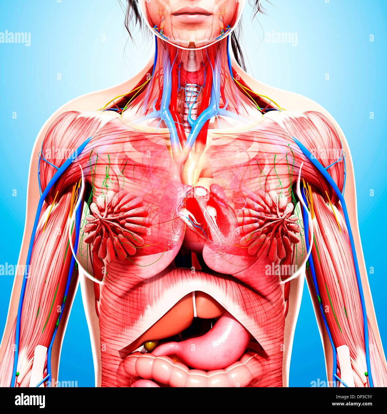 Anatomia femminile, artwork Foto Stock