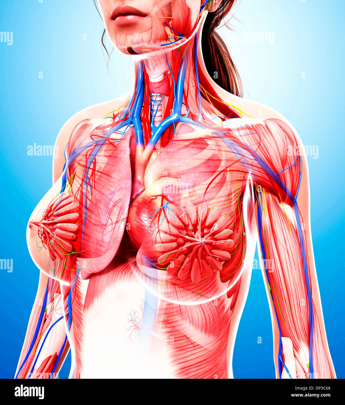 Anatomia femminile, artwork Foto Stock