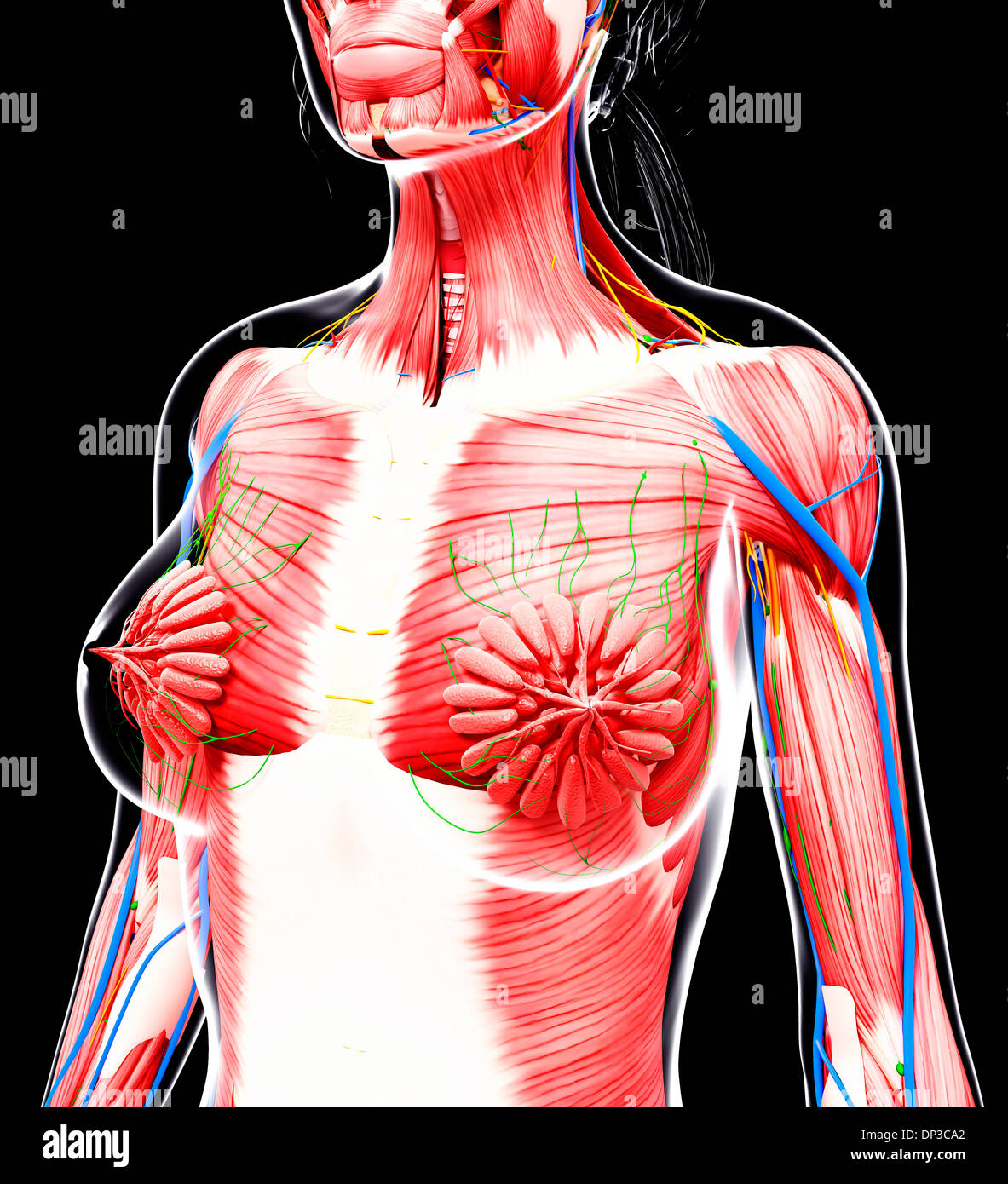 Anatomia femminile, artwork Foto Stock