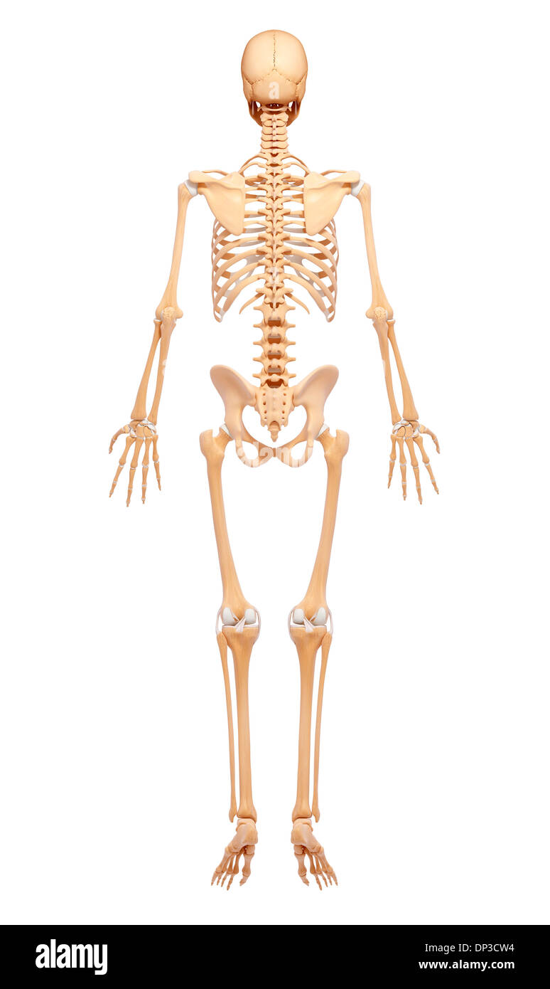 Scheletro umano, artwork Foto Stock