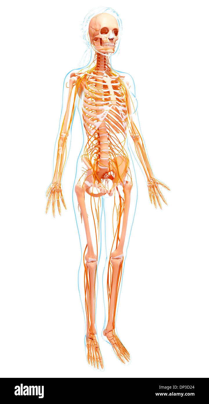 Femmina sistema nervoso, artwork Foto Stock