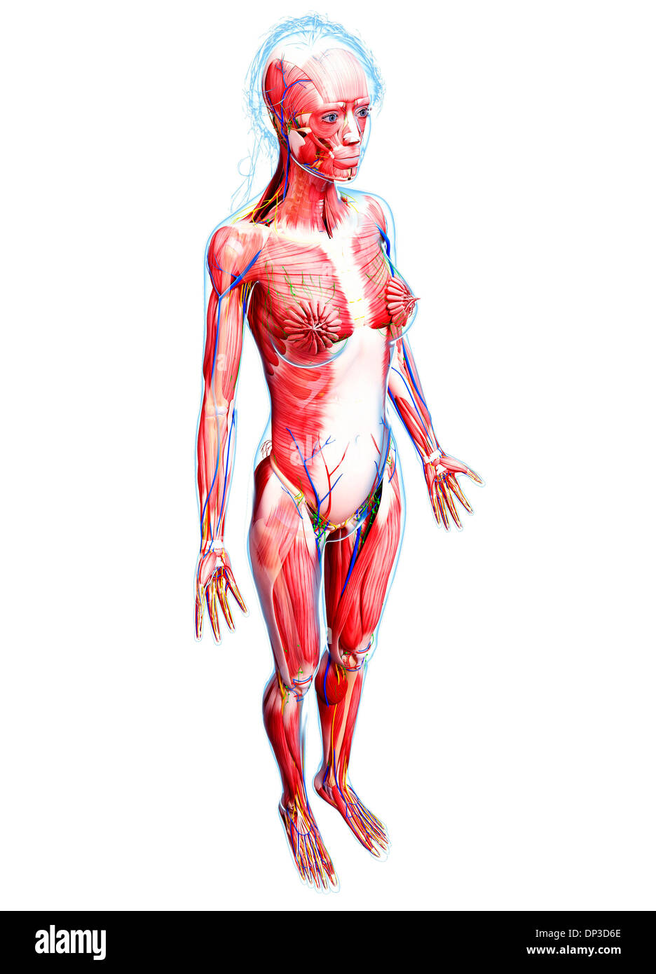 Anatomia femminile, artwork Foto Stock