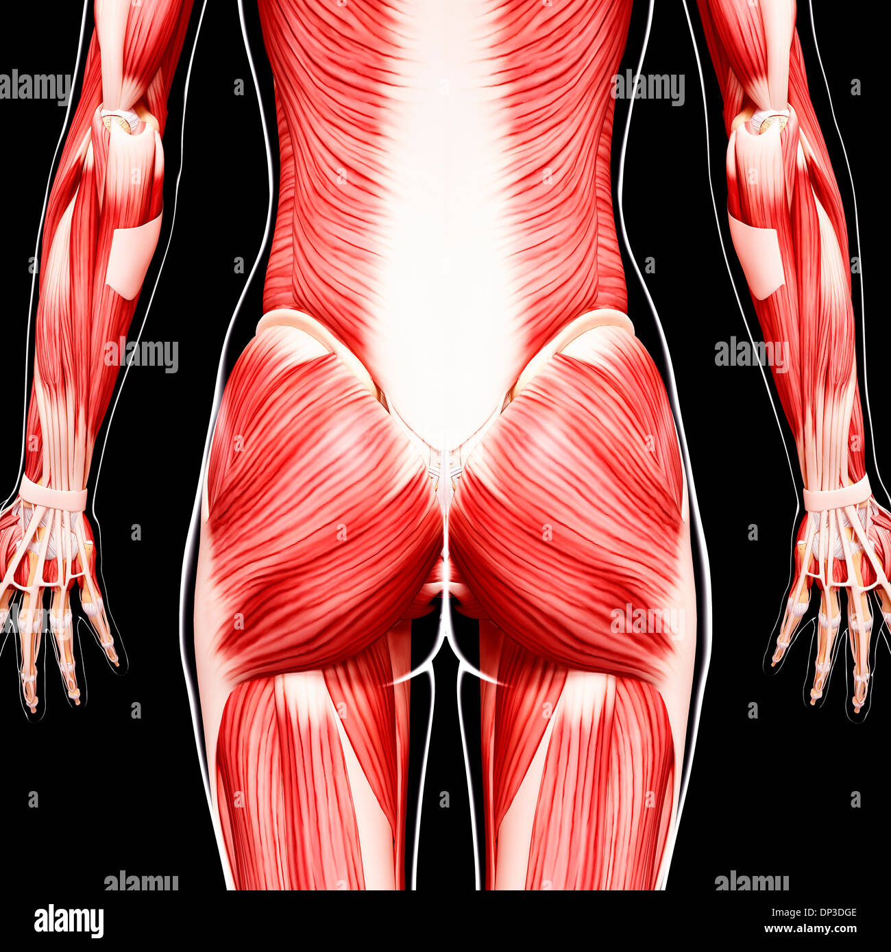 Muscolatura umana, artwork Foto Stock