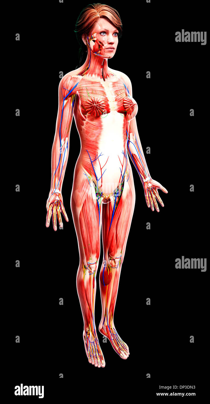 Anatomia femminile, artwork Foto Stock