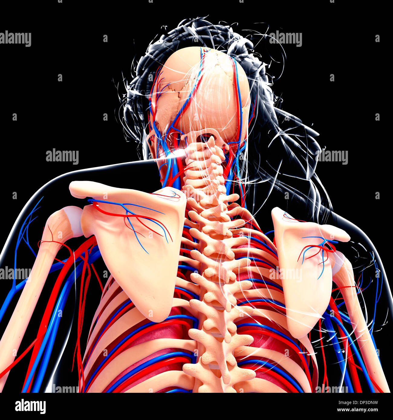 Anatomia femminile, artwork Foto Stock