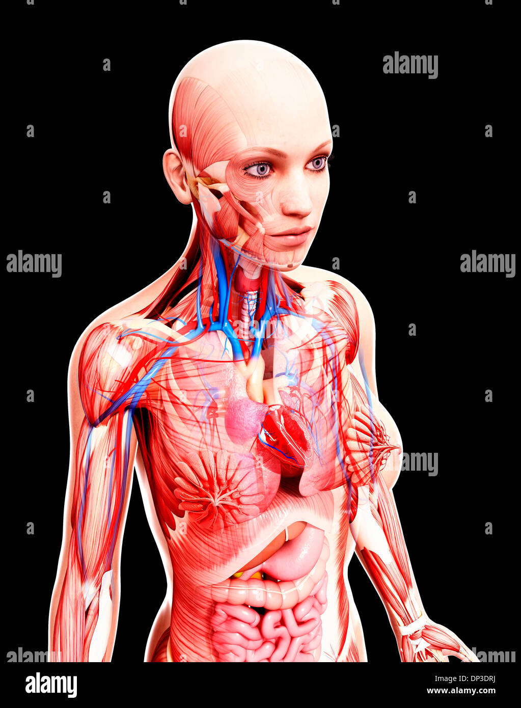 Anatomia femminile, artwork Foto Stock