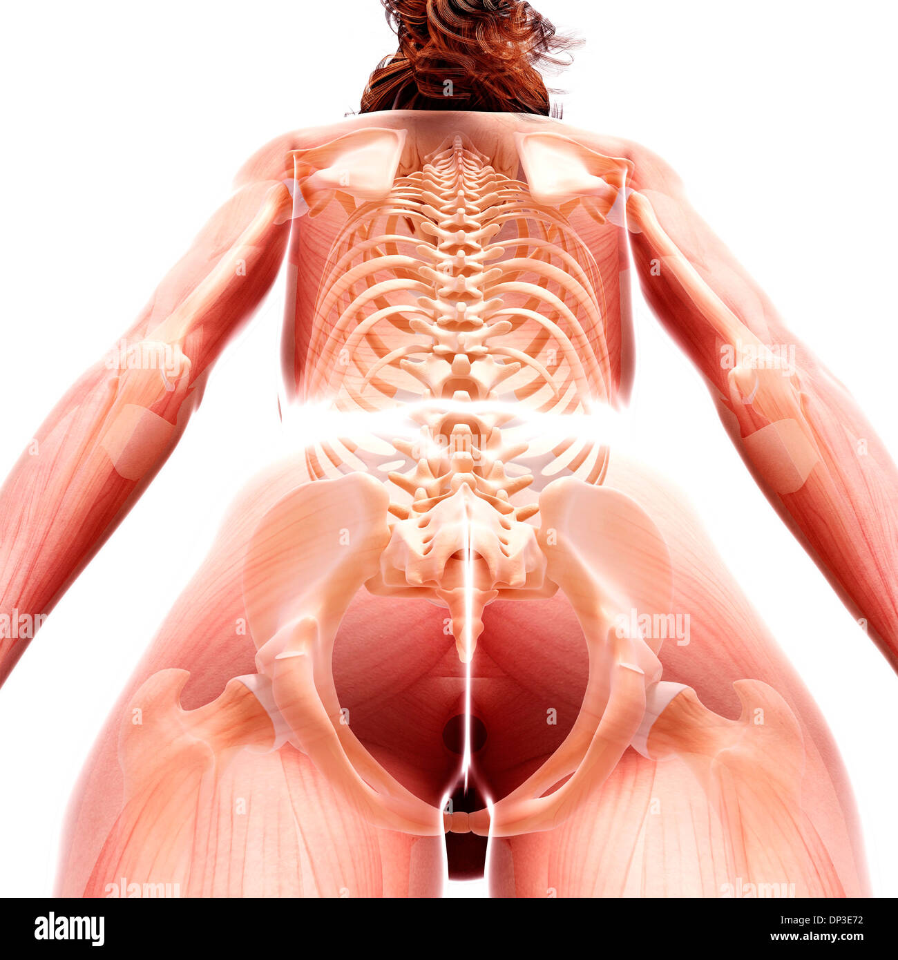 Anatomia femminile, artwork Foto Stock