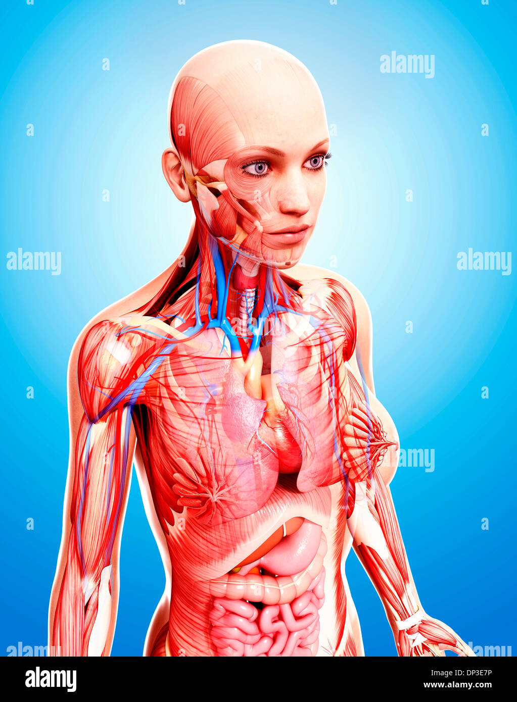 Anatomia femminile, artwork Foto Stock