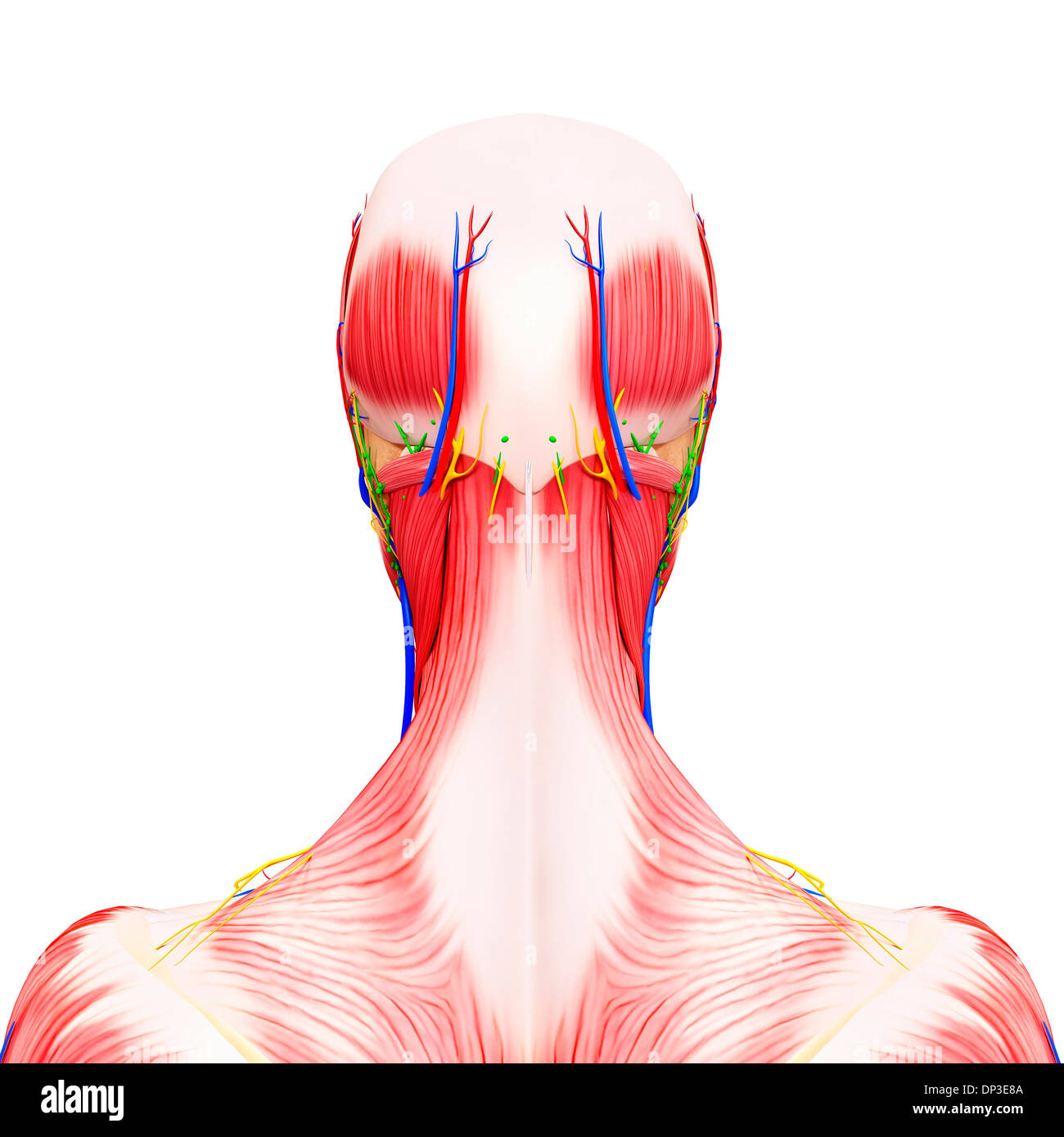 Anatomia umana e la circolazione, artwork Foto Stock