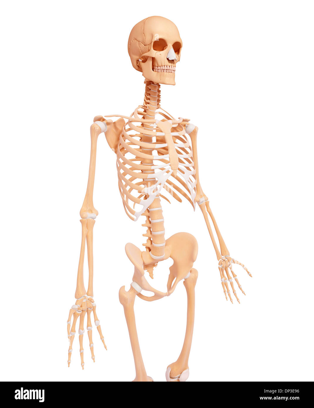 Human ossa pelviche, artwork Foto Stock