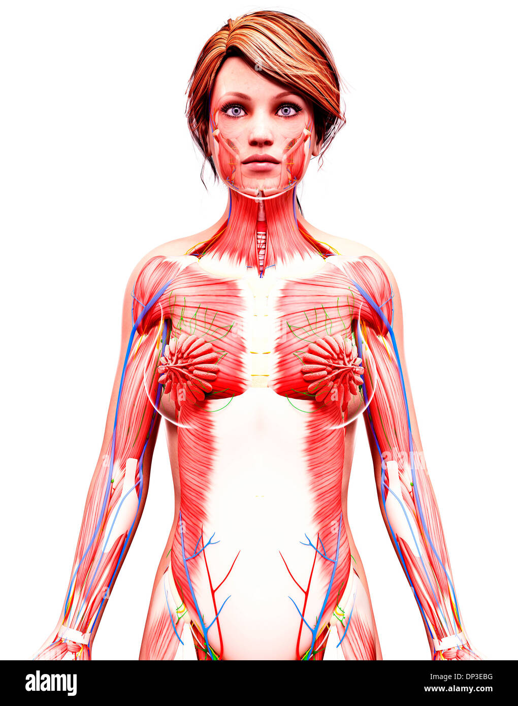 Anatomia femminile, artwork Foto Stock