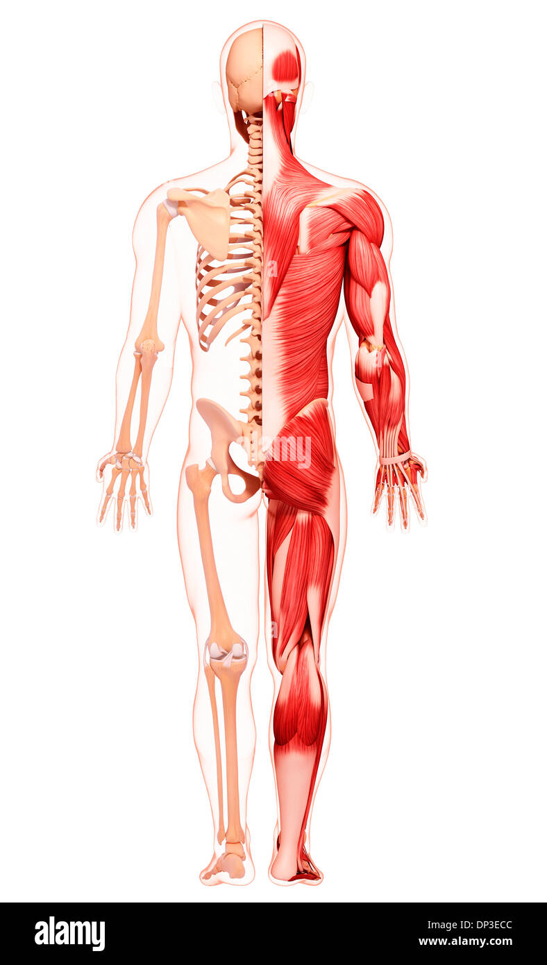 Muscolatura umana, artwork Foto Stock