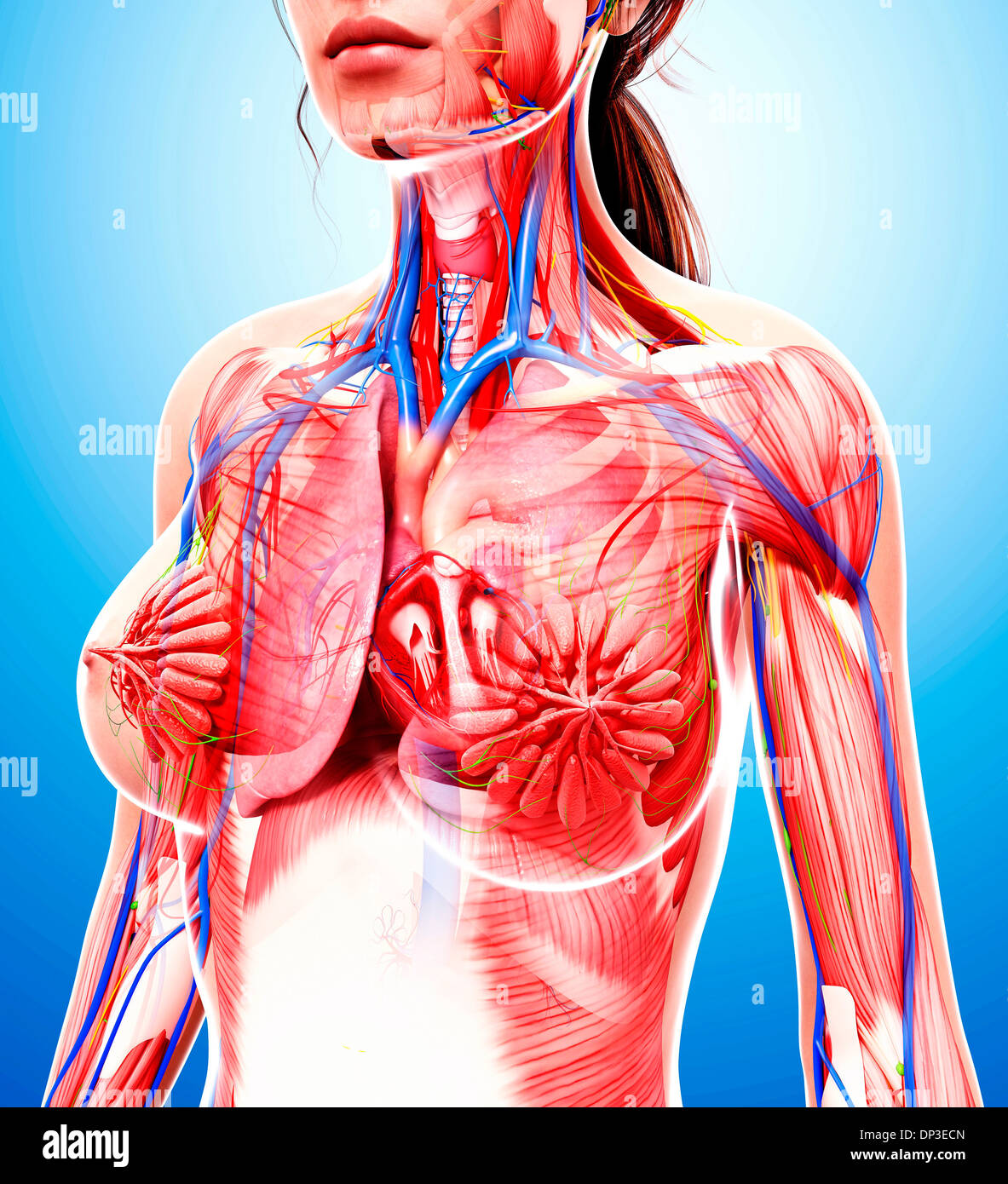 Anatomia femminile, artwork Foto Stock