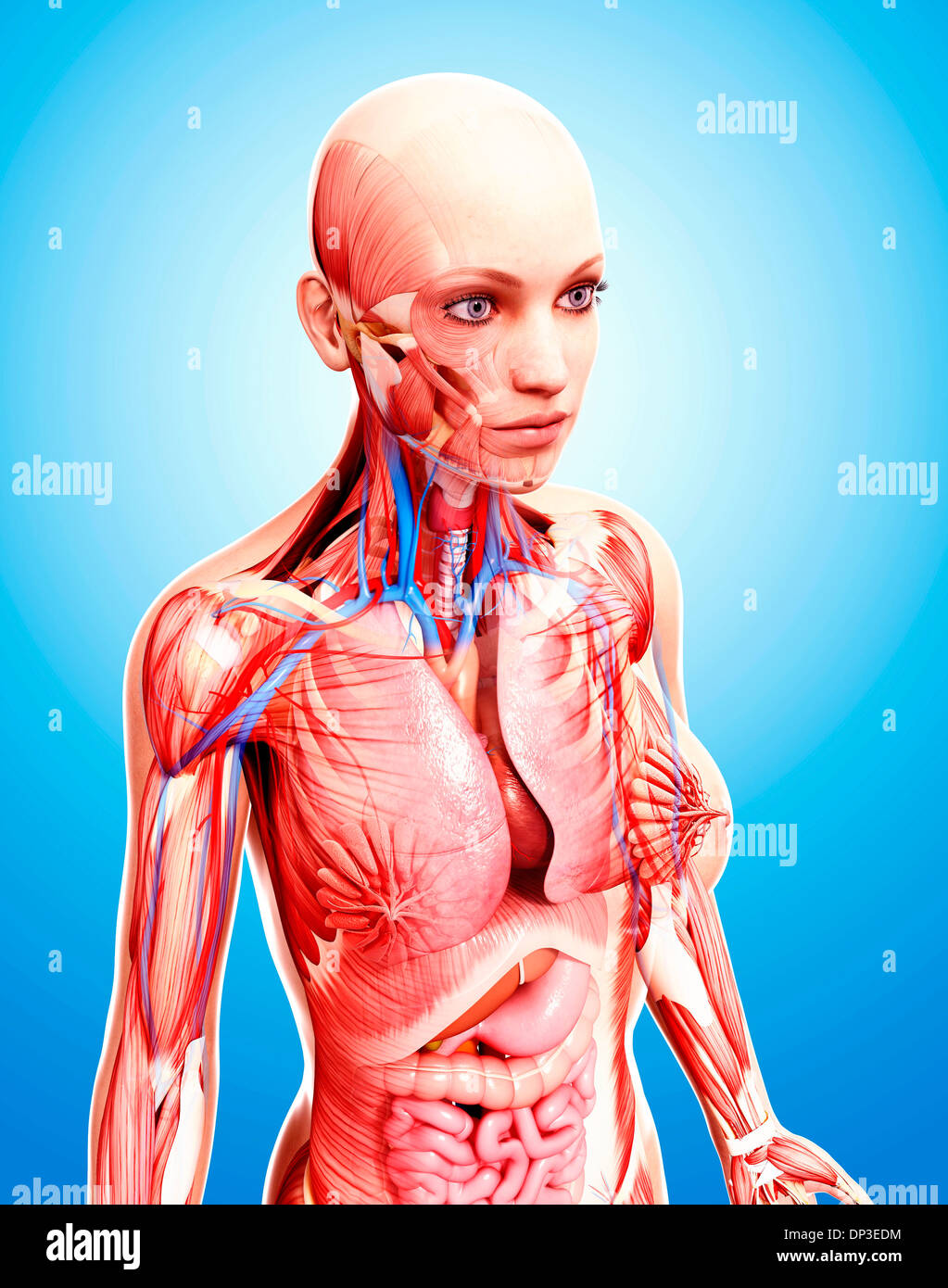 Anatomia femminile, artwork Foto Stock