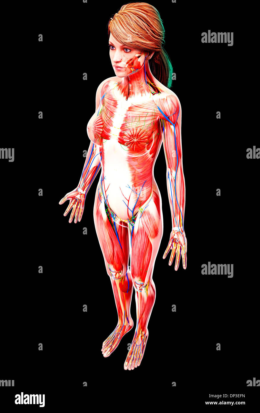Anatomia femminile, artwork Foto Stock