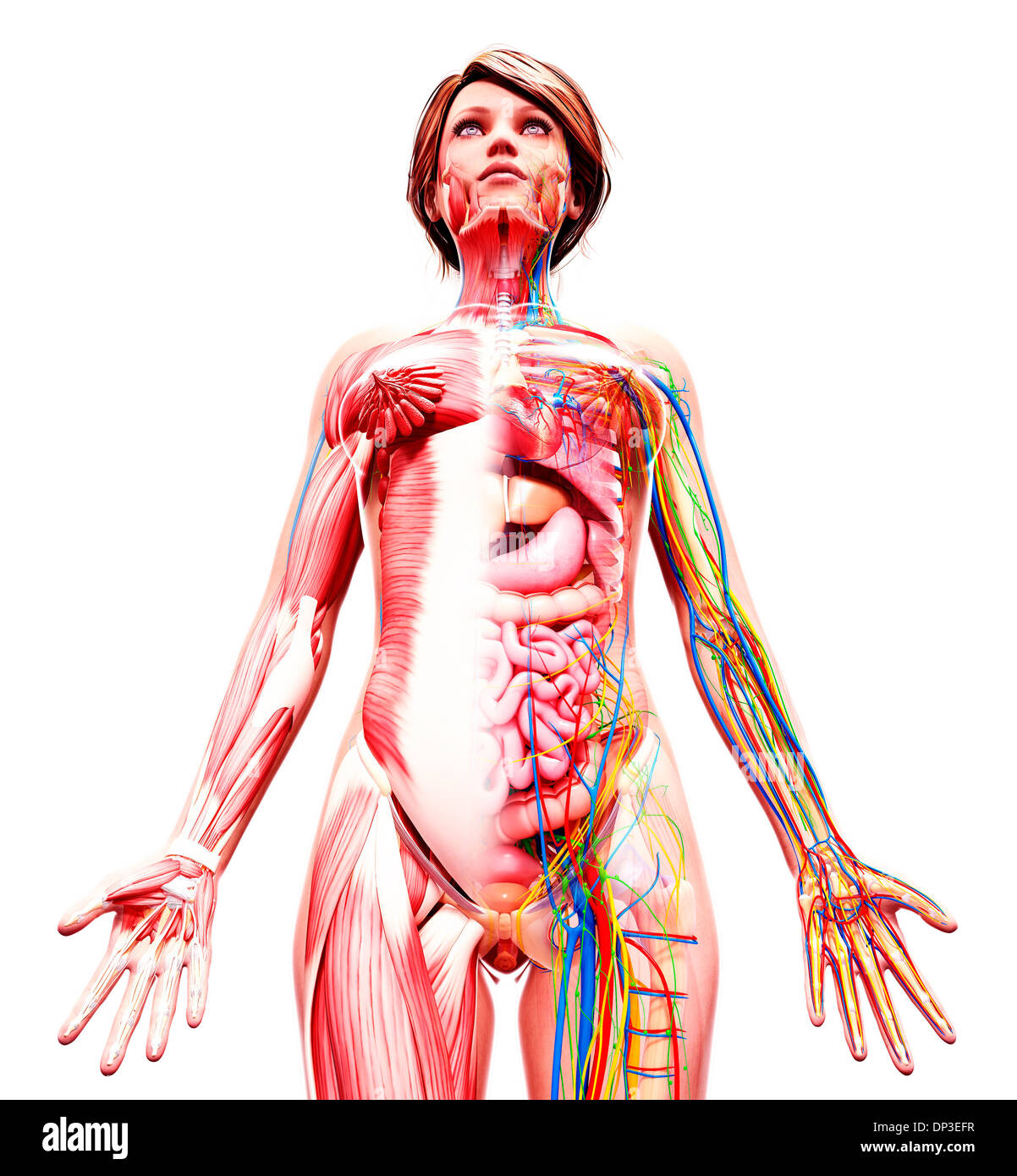 Anatomia femminile, artwork Foto Stock