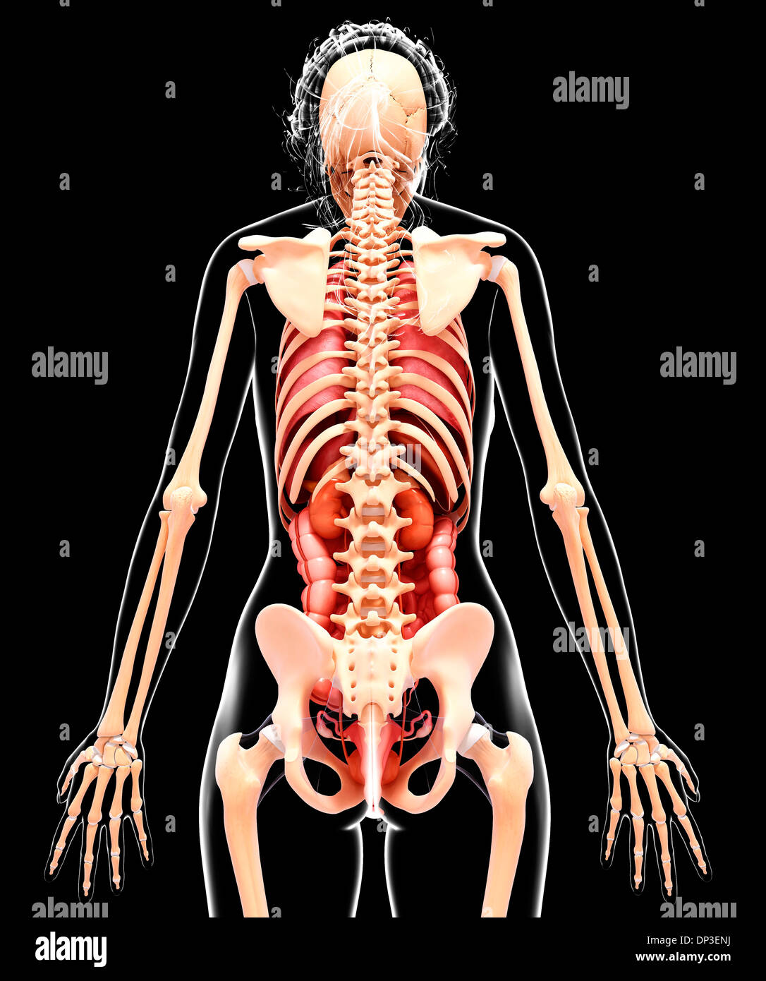 Anatomia femminile, artwork Foto Stock